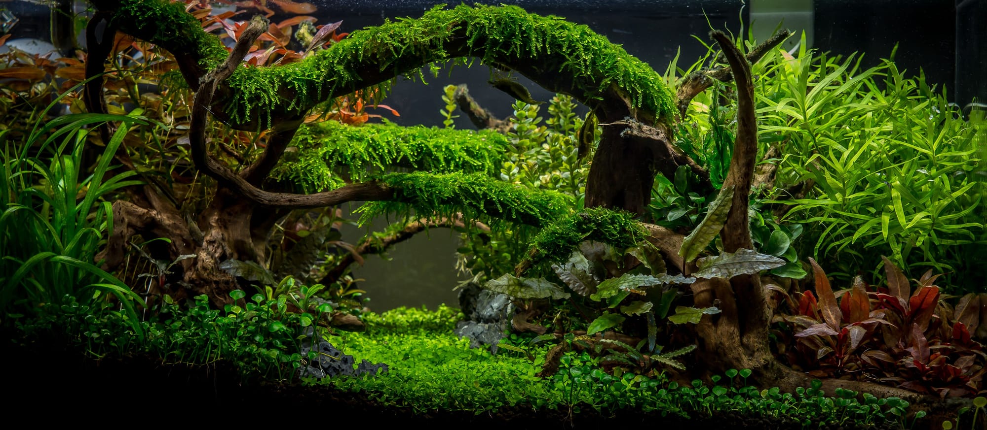 AquariumFocus